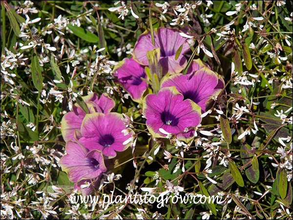 Petunia Pretty Much Picasso was taken over by the aggressive Euphorbia First Blush.